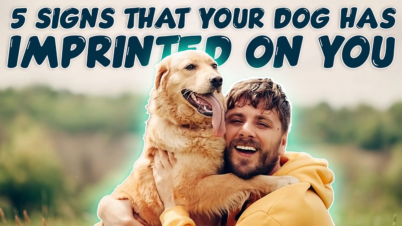 5 Signs That Your Dog Has Imprinted on You - YouTube