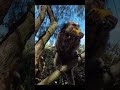 Praia Moçambique - Florianópolis - Brasil.Monos Sagui de tufos prieto. #brasil #monkey #2024 #shorts