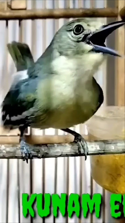 kicauan burung sirtu suara asleli.. #birds #kicaumania