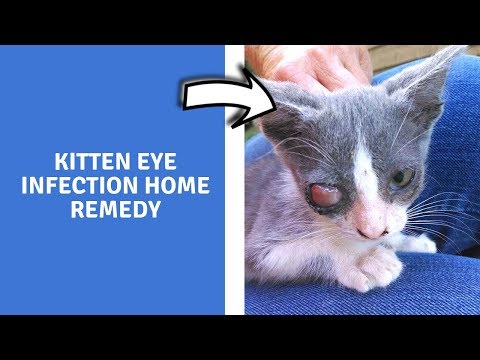 kitten-eye-infection-home-remedy---home-remedies-for-upper-respiratory-infection-in-cats