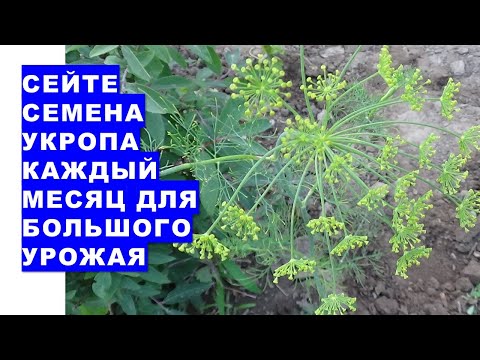 Видео: Яншуйны үндэс ургамлыг арчлах - Яншуйны үндсийг хэрхэн ургуулах вэ