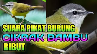 Suara pikat cikrak bambu//suara pikat paling ampuh