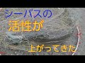 6月になってホームフィールドの シーバスが増えてきた