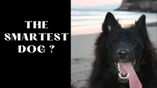 Belgian sheepdog is the smartest dog