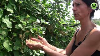 Hendig Koken Mi Veul Streeck - Aflevering 4 Pavlovataart