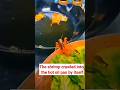 The shrimp crawled into the hot oil pan by itself,#funny #animals #shrimp
