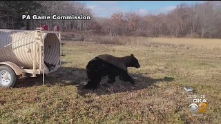 Game Commission Traps Bear Dumpster Diving In Lower Hill District