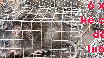 Bẩy chuột cống nhum cập bờ ao với bài mòi thần thánh thu phục những chú chuột cống ú nu #sanbatbatri