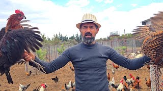 Thumbnail of اخيرا بلشت التخلص من الديوك الي غزو المزرعة