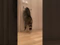 Belly Dance Tutorial - Funny raccoon #shorts #viral