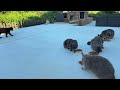 GooseTV Feral Cat Watch