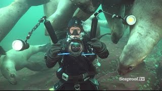 Scuba diving with sea lions at Vivian Island & Hornby Island, British Columbia!