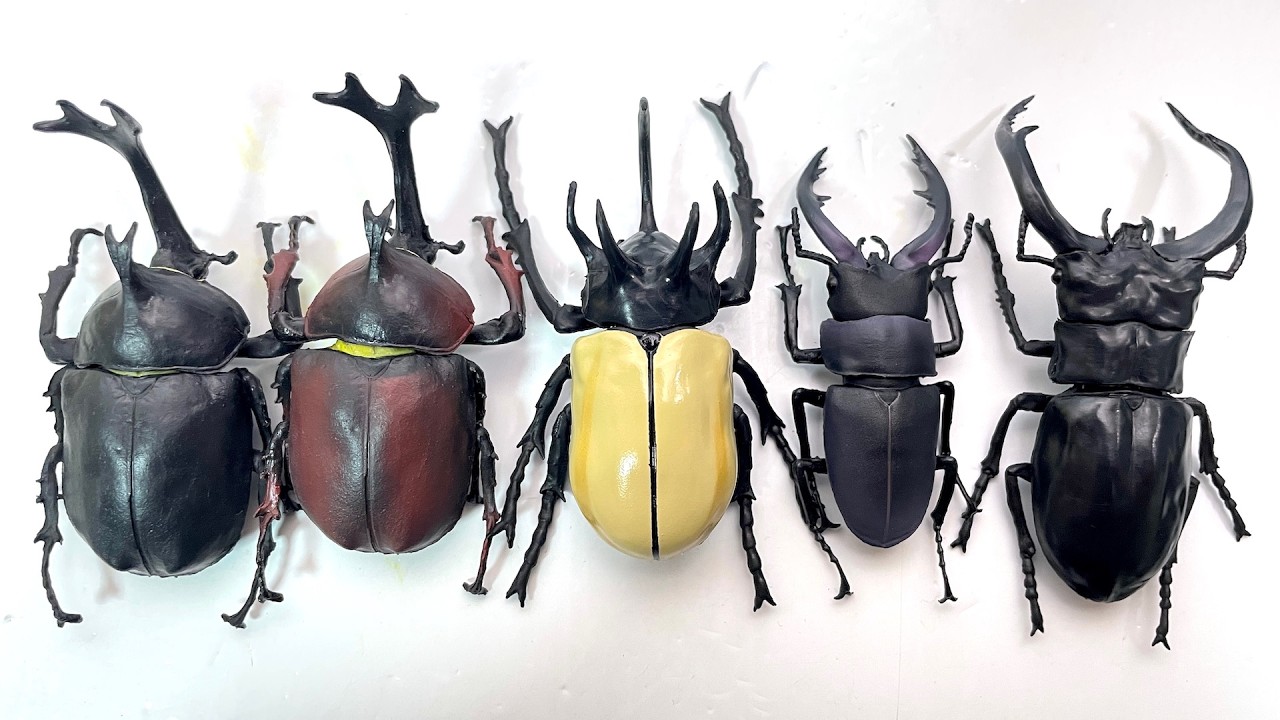 Beetle ＆ Stag beetle Hunter 2026 
