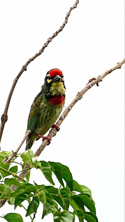 Coppersmith Barbet | Bird Photography in India | Nikon | Original Sound | #viral #shortvideo #shorts