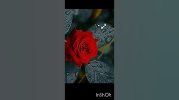 سورة المدثر /كلا والقمر والليلي اذ ادبر 😍🥰 اذا بدكن اقرئ شي كتبولي بالتعليقات🥰