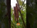 Two grasshoppers clinging under the rain 🦗