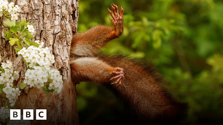 The 10 funniest animal photos of the year | BBC Global thumbnail