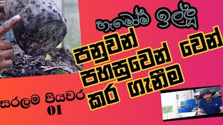 Vermicompost පනුවන් වෙන්කරගැනීම..