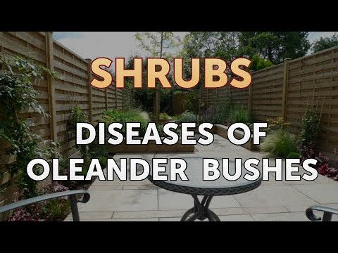 Diseases of Oleander Bushes