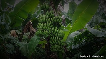 Dây cột chuối Gọi 0909 06 55 86