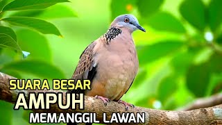 Download Lagu Suara Pikat Tekukur Memanggil Lawan Agar Datang MP3