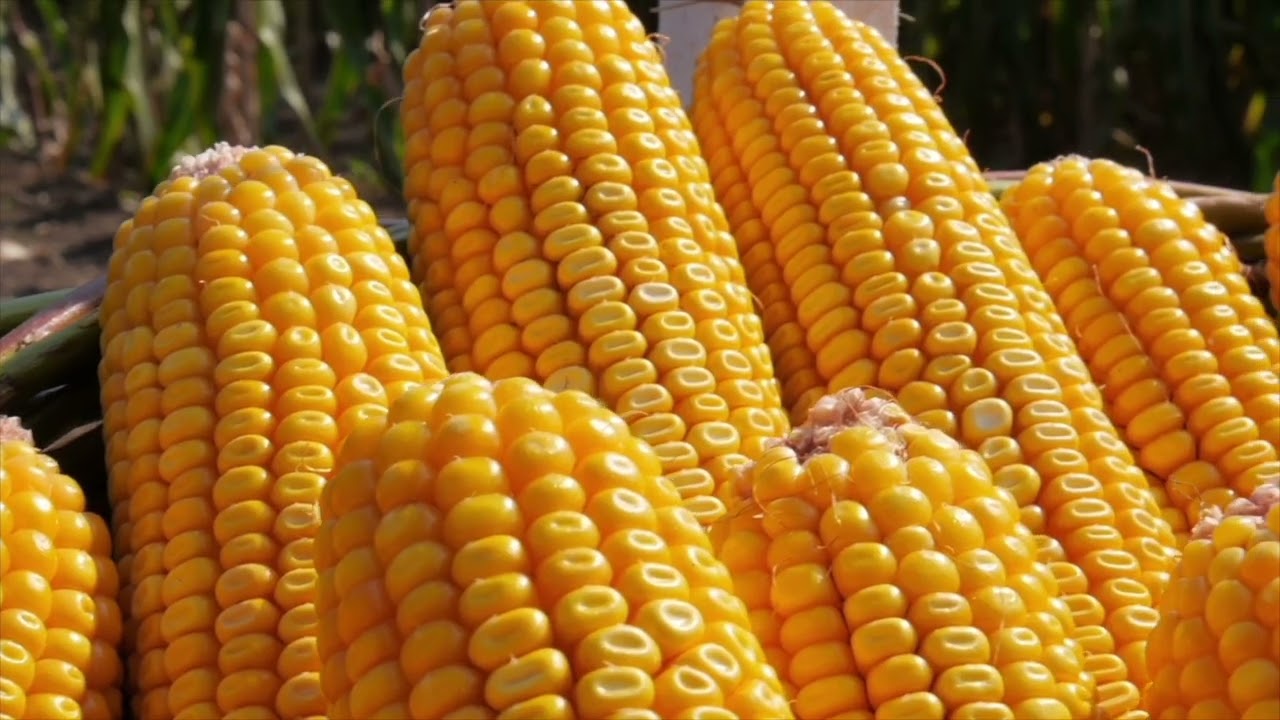 BINELE LA GREU SE SIMTE