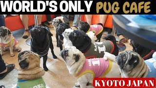 Japan ONLY Pug Cafe! [Kyoto, Japan]