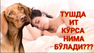 🐕😱ТУШГА ИТ КИРСА НИМА БӮЛАДИ 🐕tushga it kirsa nimabuladi #valijontv#