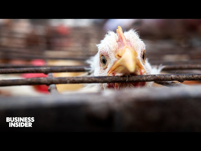 How Worried Should We Be About Bird Flu? | Business Insider Explains | Insider News