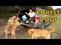 Feeding stray dogs in the forest.