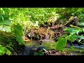 Crystal Clear Mountain Stream – Relaxing Sounds from the Swiss Alps 🌿