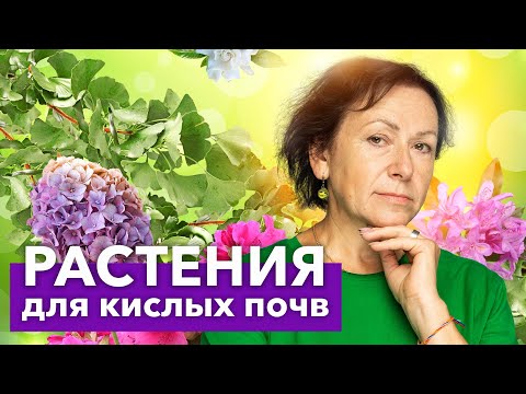 ЭТИ РАСТЕНИЯ ОБОЖАЮТ КИСЛЫЕ ПОЧВЫ! Что хорошо растет и красиво цветет на кислых почвах