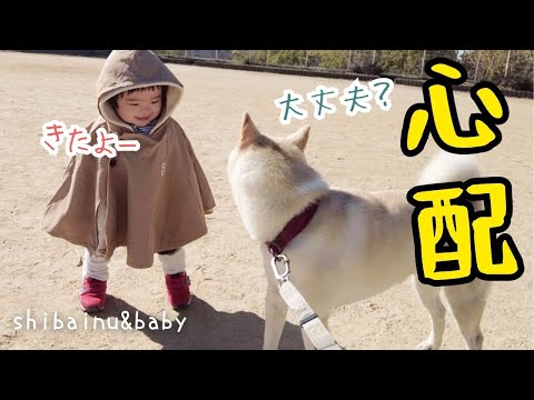 赤ちゃんの初散歩を心配そうに見守る柴犬の姿に感動！