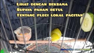 ciri-ciri pleci lokal pacitan ORI  #pleci #rawatan#鳥 #birds