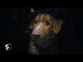 Good Boy Exclusive Clip - Noises (2025) | Fandango at Home
