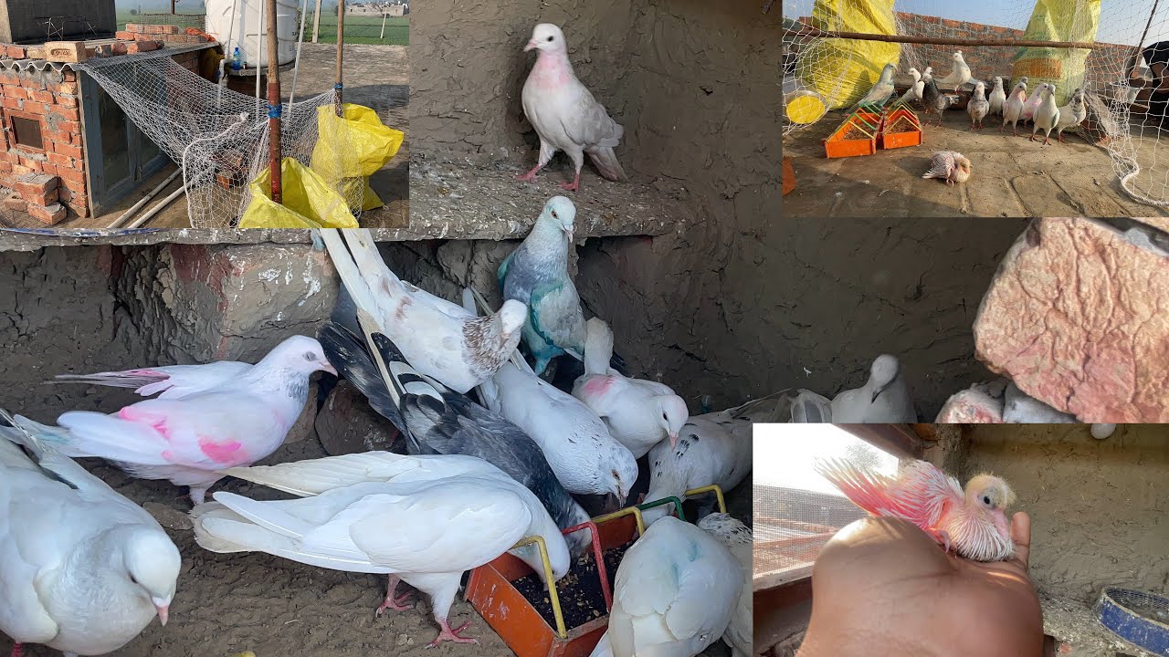 ਅੱਜ ਕਰਤੀ  ਖੁੱਡ ਦੀ ਸਾਫਈ 2026 ਦੀ full ਤਿਆਰੀ🕊️@gagaidhillon3850 