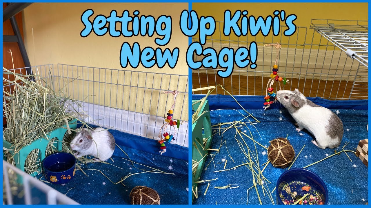 Setting Up Kiwi's New Cage