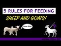 5 Basic Rules for Feeding Sheep and Goats!