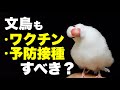 【文鳥にもワクチン接種