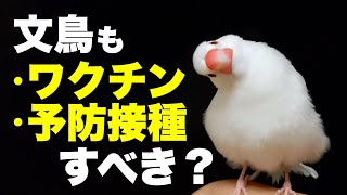 【文鳥にもワクチン接種