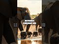 Spectrums of Safari: Hunters, Herds, and Hidden Waters