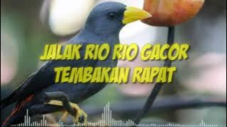 JALAK RIO RIO GACOR TEMBAKAN RAPAT SUARA JERNIH