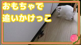 猫のキクちゃん、羽に懸ける！☆Kiku, a cat, runs towards her wings!