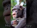 Chimpanzee genetics 5 surprising similarities with humans