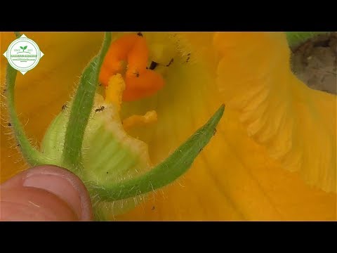 Vidéo: Citrouilles non fleuries : apprenez à faire fleurir les citrouilles