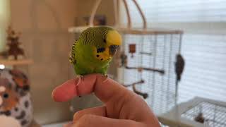 Kiwi and Pixel, green and blue budgies, celebrating the weekend