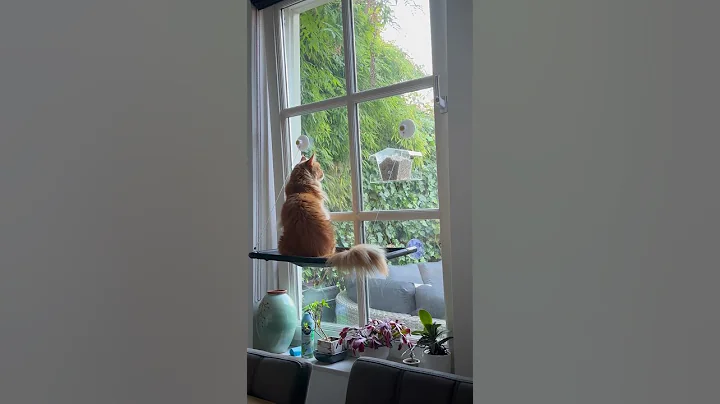 Watch the video about On the lookout #cat #mainecoon #kitty #funnycats