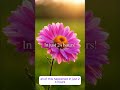 This Flower Blooms In Just 24 Hours