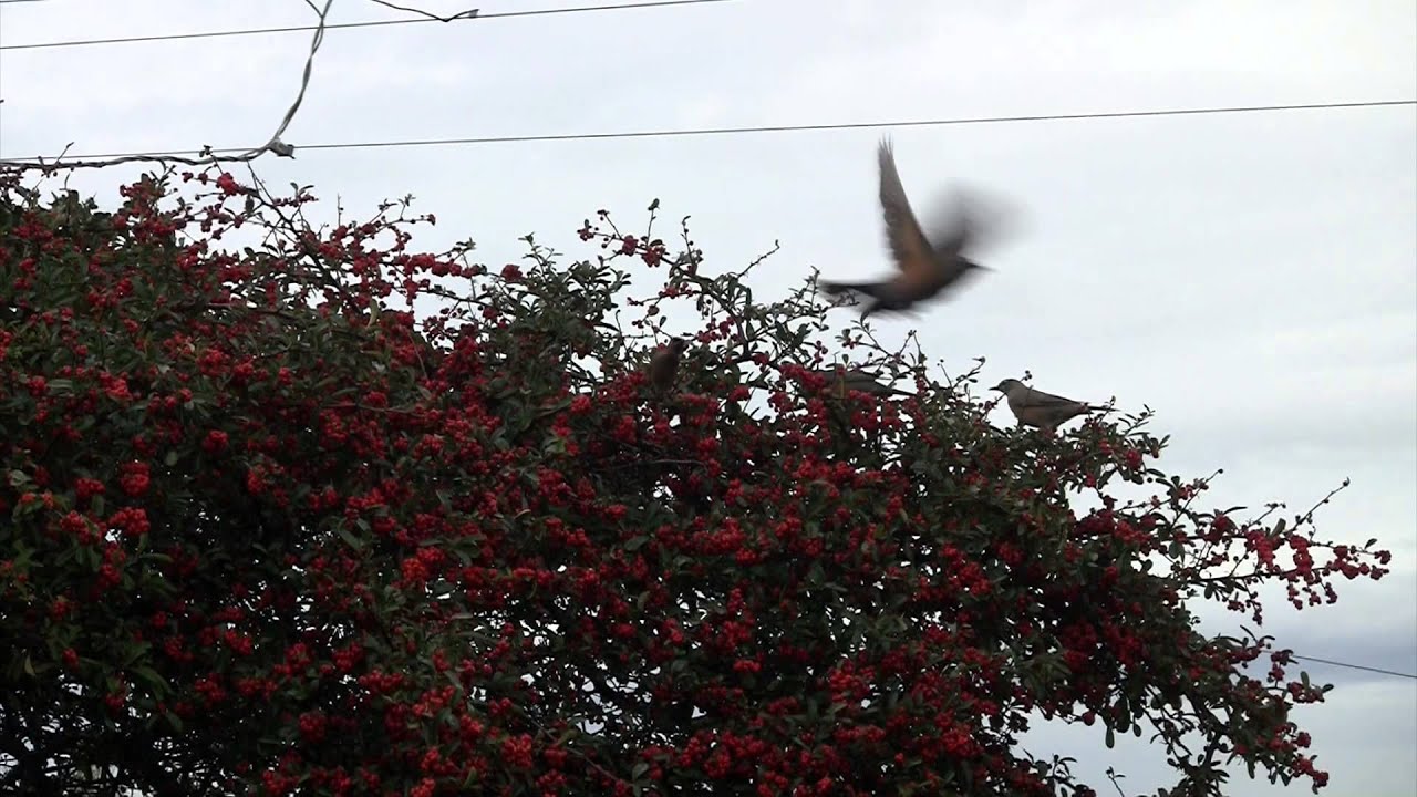 Video for cats Robins eating berries from a holly tree YouTube