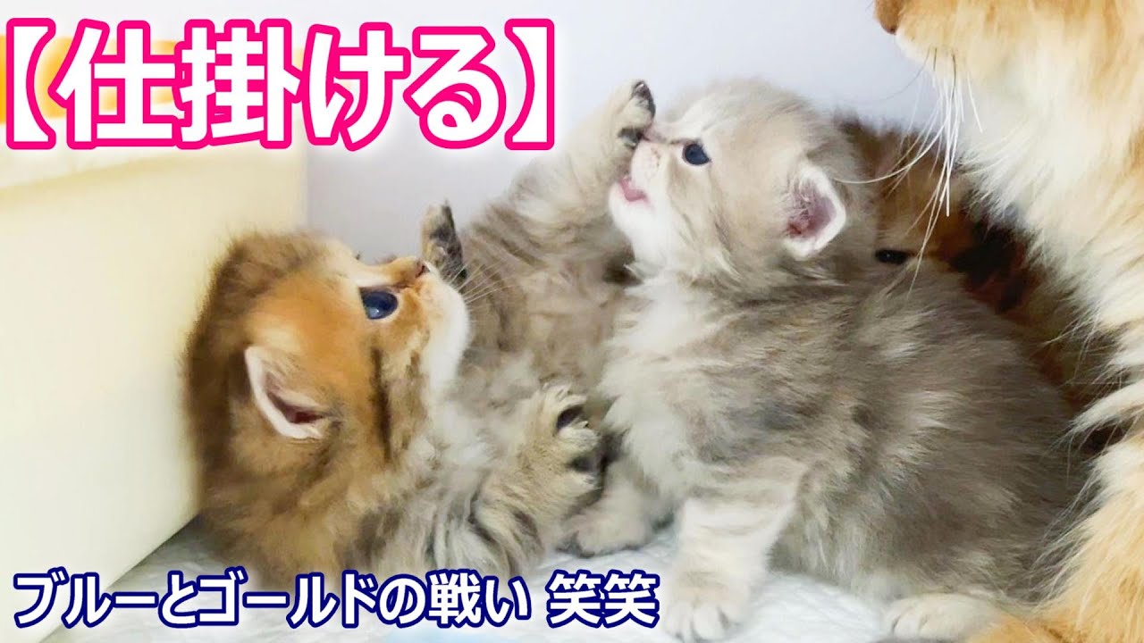 子猫の成長記録 ミヌエットの子猫達が意外に動き出して仕掛けた件 猫のいる生活vol 370 出産動画 マンチカン短足 ミヌエット ペルシャ猫専門ブリーダー ペット蔵人 Youtube